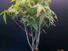 红枫下山桩 天太热不太敢换盆 怎么办