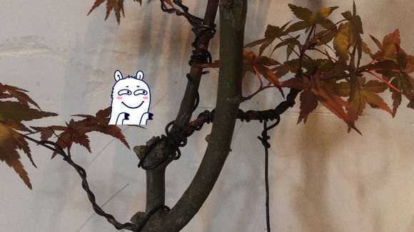 为什么红枫下山桩有红有绿 怎么办