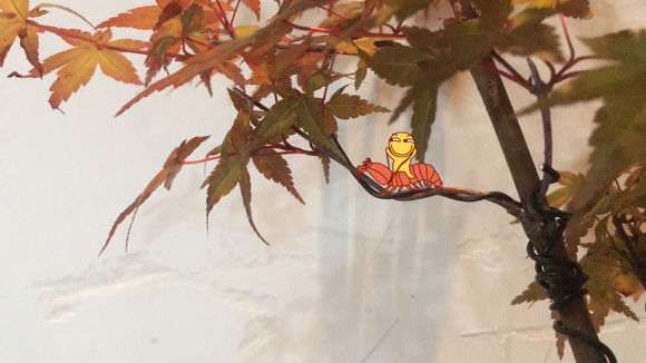 为什么红枫下山桩有红有绿 怎么办