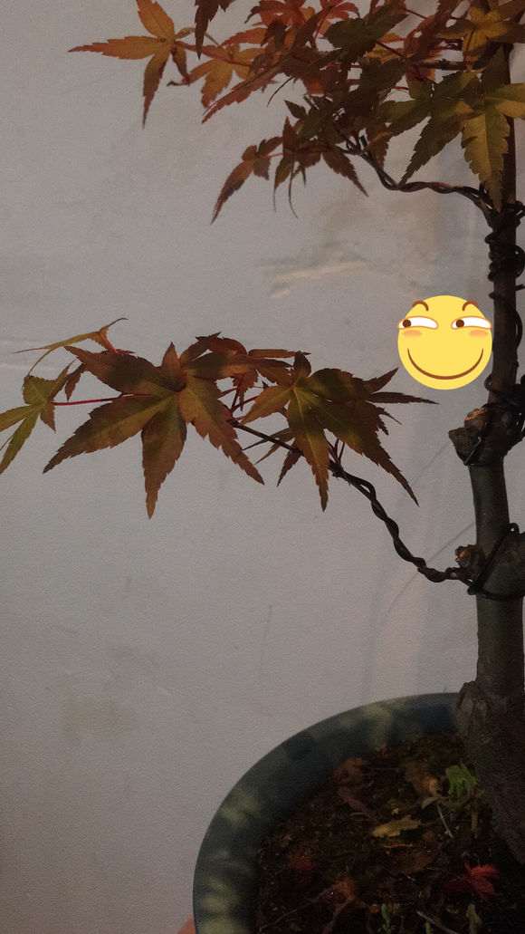 为什么红枫下山桩有红有绿 怎么办