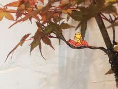 为什么红枫下山桩有红有绿 怎么办