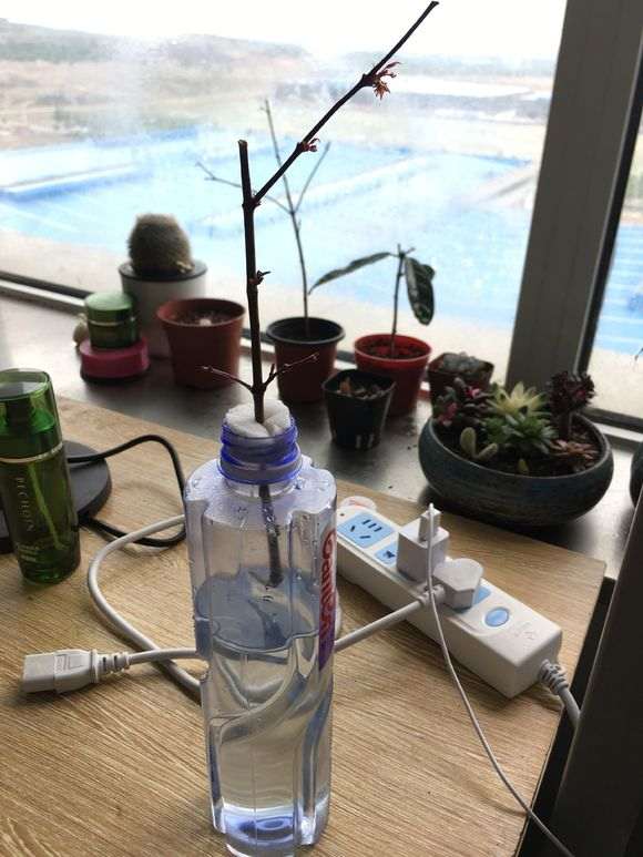 红枫下山桩枝条怎么使用生根粉 图片