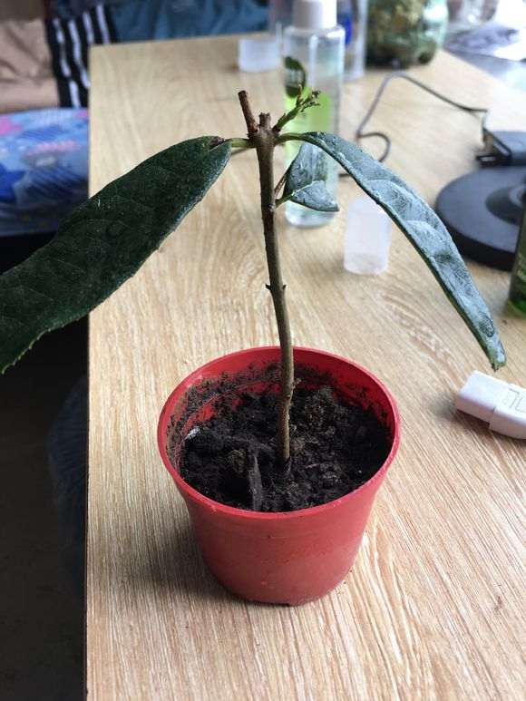 红枫下山桩枝条怎么使用生根粉 图片