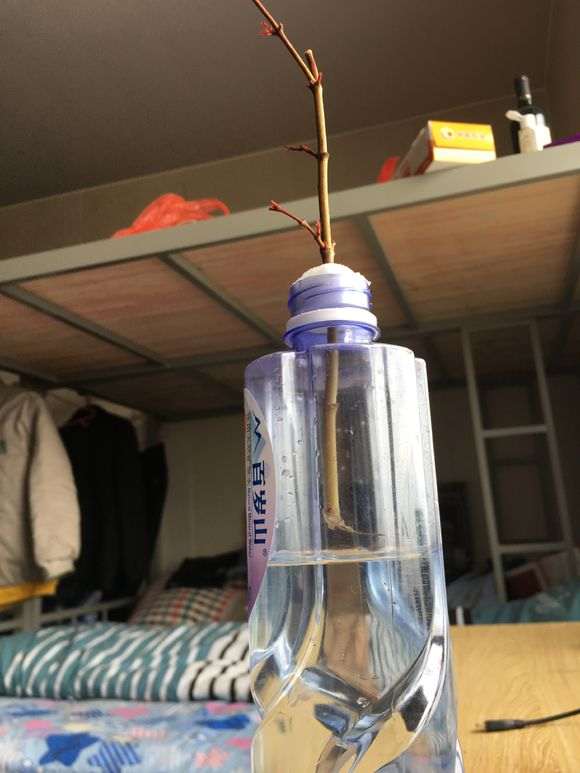 红枫下山桩枝条怎么使用生根粉 图片