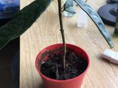 红枫下山桩枝条怎么使用生根粉 图片