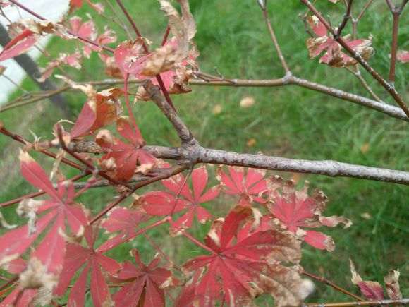 红枫下山桩的叶子这是怎么了 图片