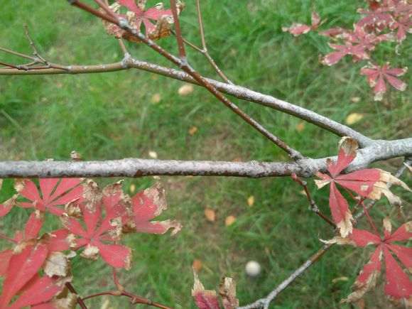 红枫下山桩的叶子这是怎么了 图片