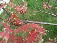 红枫下山桩的叶子这是怎么了 图片