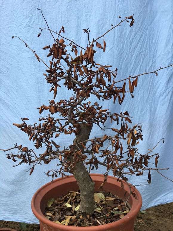 为什么红枫下山桩没有水就干死了 图片