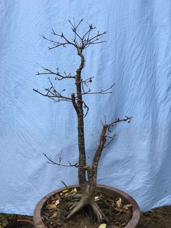 为什么红枫下山桩没有水就干死了 图片