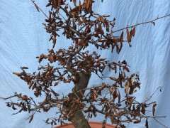 为什么红枫下山桩没有水就干死了 图片