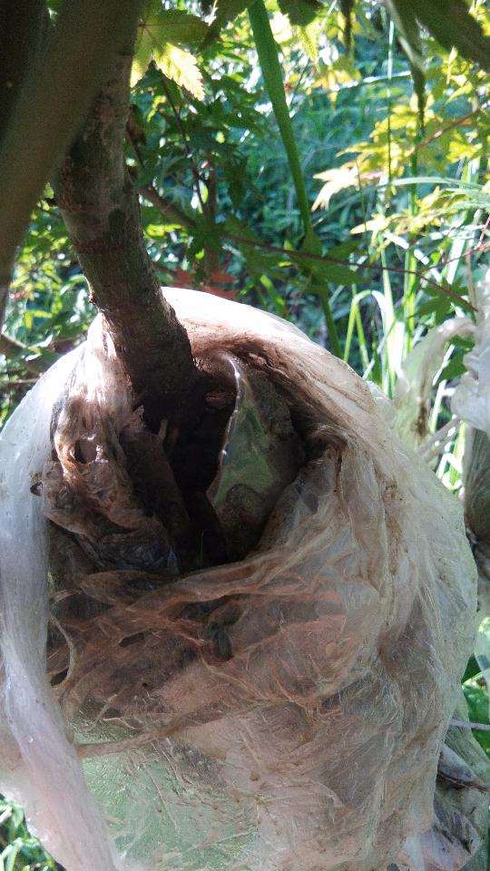 高压日本红枫下山桩 30天生根 怎么样