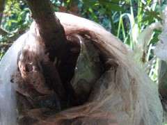 高压日本红枫下山桩 30天生根 可以吗