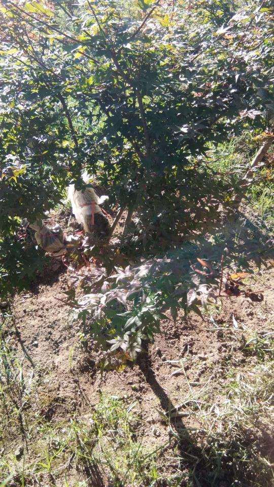 红枫下山桩春季怎么换盆的方法 图片