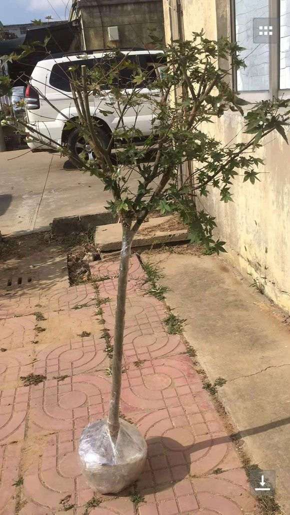 红枫下山桩带土球怎么喷水 能活么