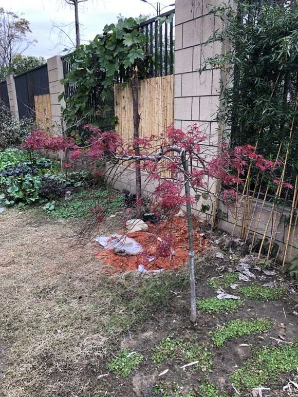 帮我看看 红枫下山桩生什么病了 图片