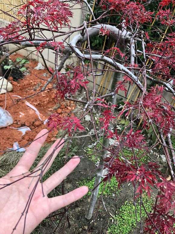 帮我看看 红枫下山桩生什么病了 图片