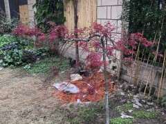 帮我看看 红枫下山桩生什么病了 图片