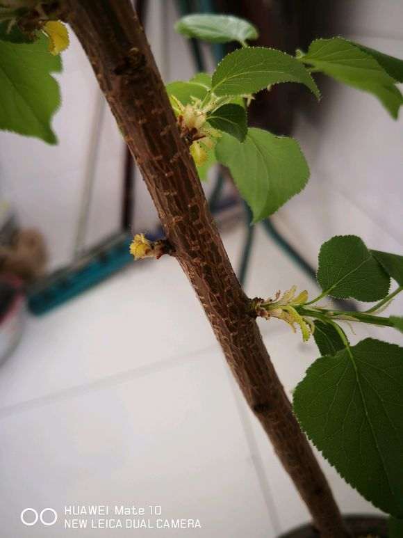 这个是什么树 是日本红枫下山桩么 图片