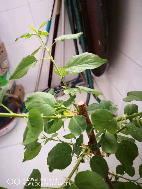 这个是什么树 是日本红枫下山桩么 图片