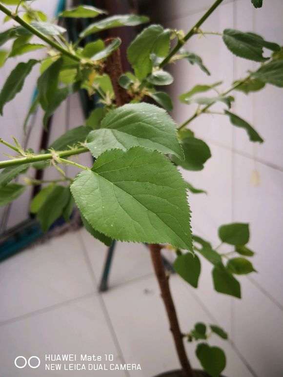 这个是什么树 是日本红枫下山桩么 图片