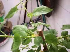 这个是什么树 是日本红枫下山桩么 图片