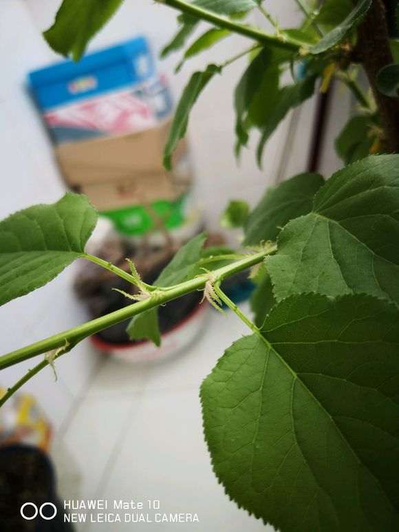 红枫下山桩种子多久可以发芽 春季4月