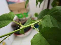 红枫下山桩种子多久可以发芽 春季4月