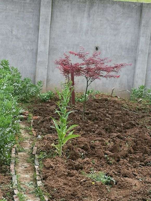 美国红枫下山桩一年了还这样 怎么办