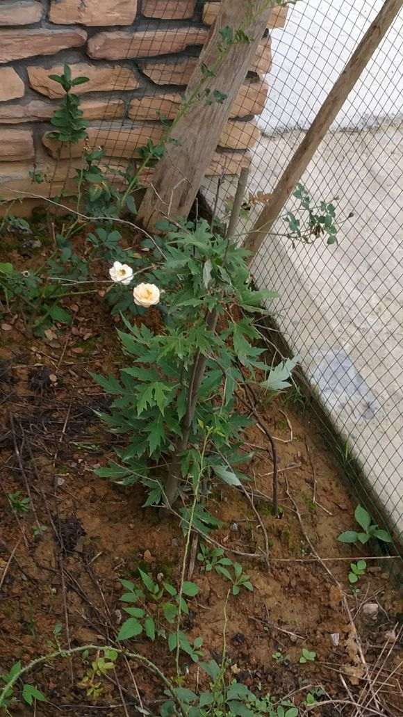 美国红枫下山桩一年了还这样 怎么办