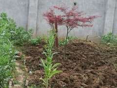 美国红枫下山桩一年了还这样 怎么办