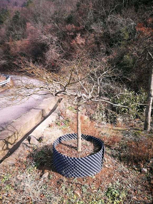 日本红枫下山桩 成株大概多高 图片