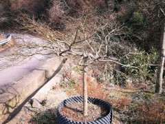 日本红枫下山桩 成株大概多高 图片