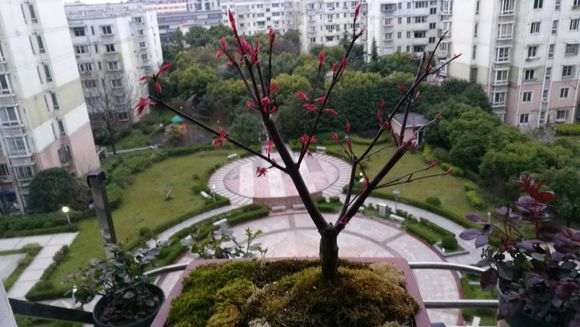 日本红枫下山桩出猩猩对版吗 图片