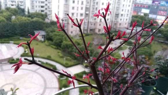 日本红枫下山桩出猩猩对版吗 图片