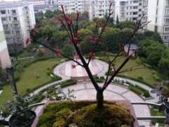 日本红枫下山桩出猩猩对版吗 图片