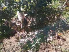 红枫下山桩春季怎么换盆的方法 图片