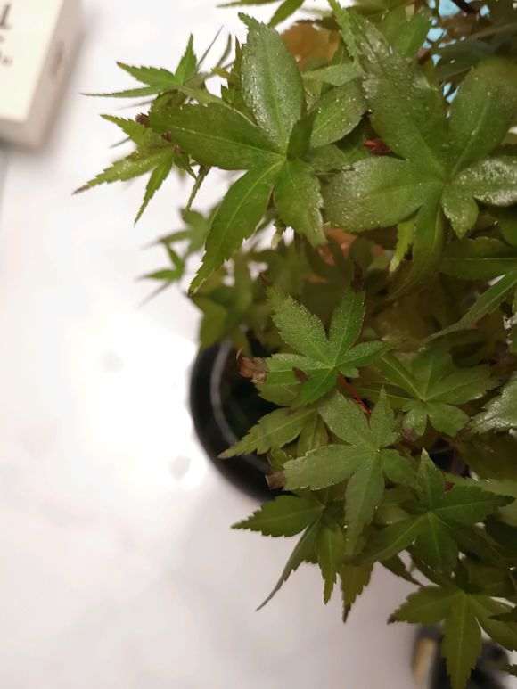 红枫下山桩的叶子怎么发黑了 图片