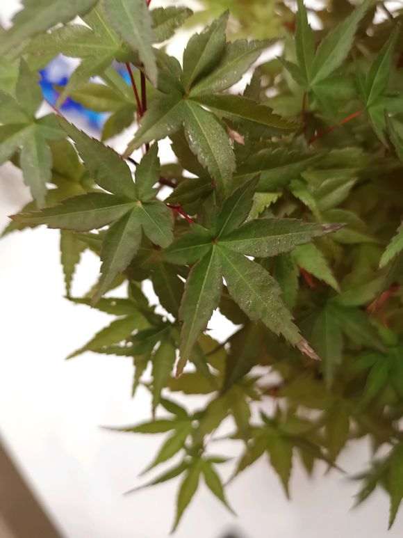 红枫下山桩的叶子怎么发黑了 图片