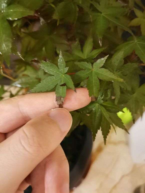 红枫下山桩的叶子怎么发黑了 图片