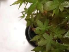 红枫下山桩的叶子怎么发黑了 图片