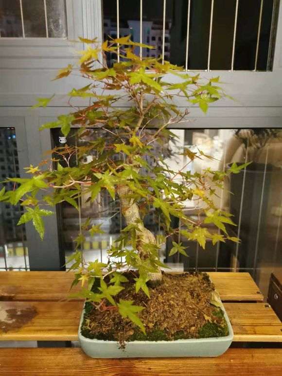 这是原生出猩猩红枫下山桩吗 图片