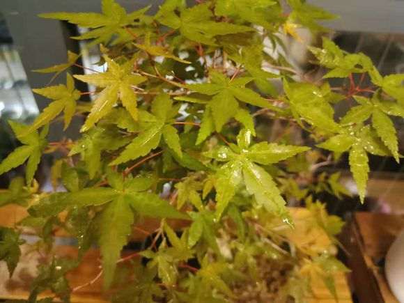 这是原生出猩猩红枫下山桩吗 图片