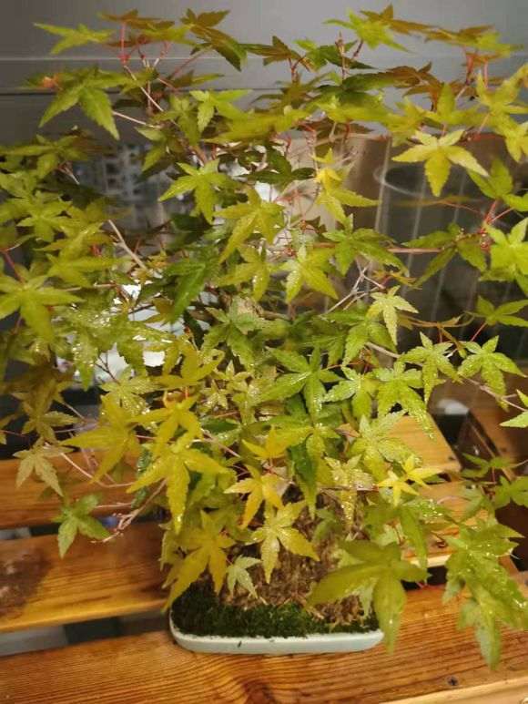 这是原生出猩猩红枫下山桩吗 图片