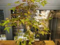 这是原生出猩猩红枫下山桩吗 图片