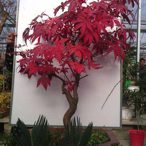 日本红枫下山桩为什么不发芽 图片