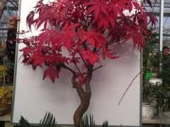 日本红枫下山桩为什么不发芽 图片