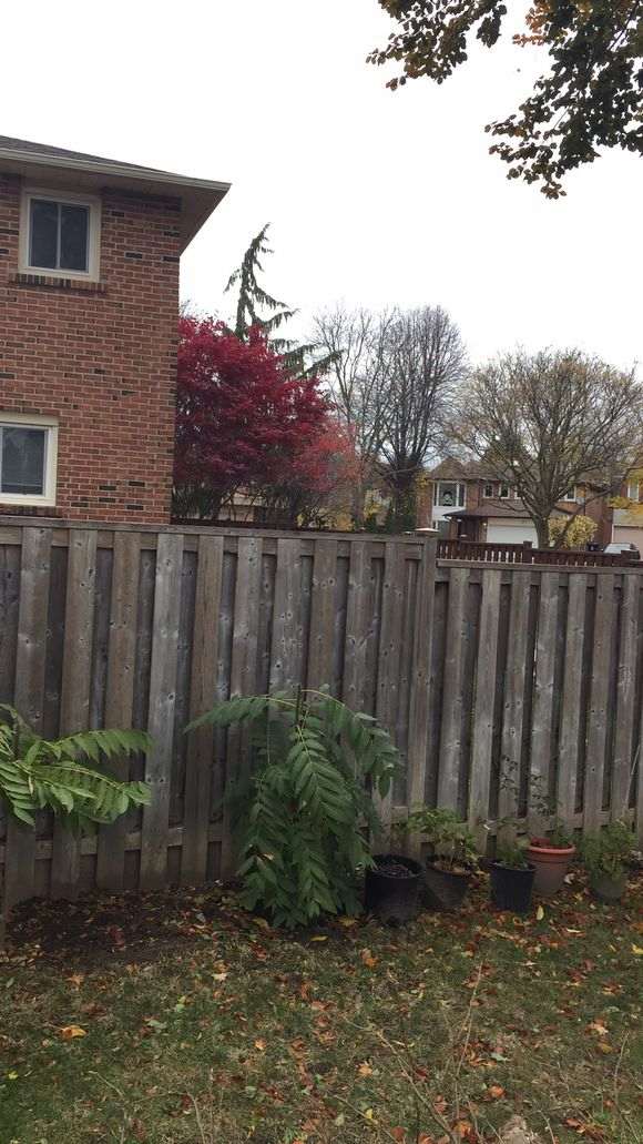 室内扦插日本红枫下山桩 可以吗 图片