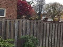 室内扦插日本红枫下山桩 可以吗 图片