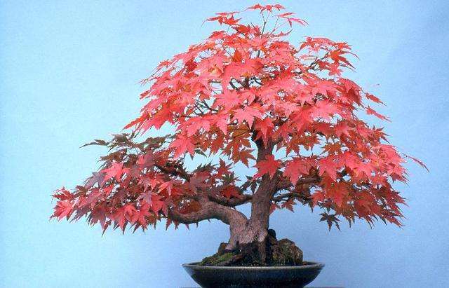 红枫下山桩合适两广种植吗 图片